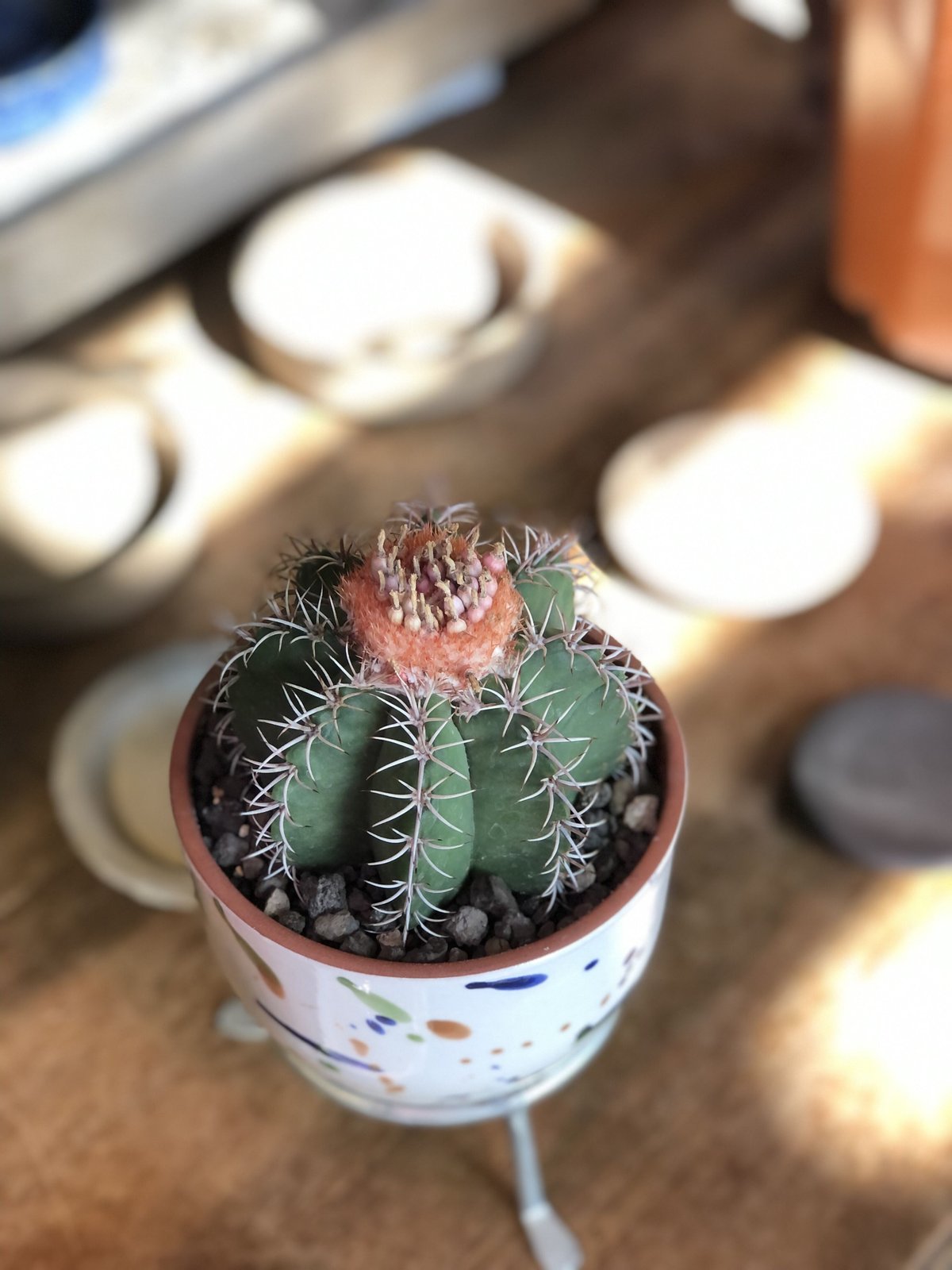 1点もの】Melocactus matanzanus メロカクタス マタンザナス | ¨MO...