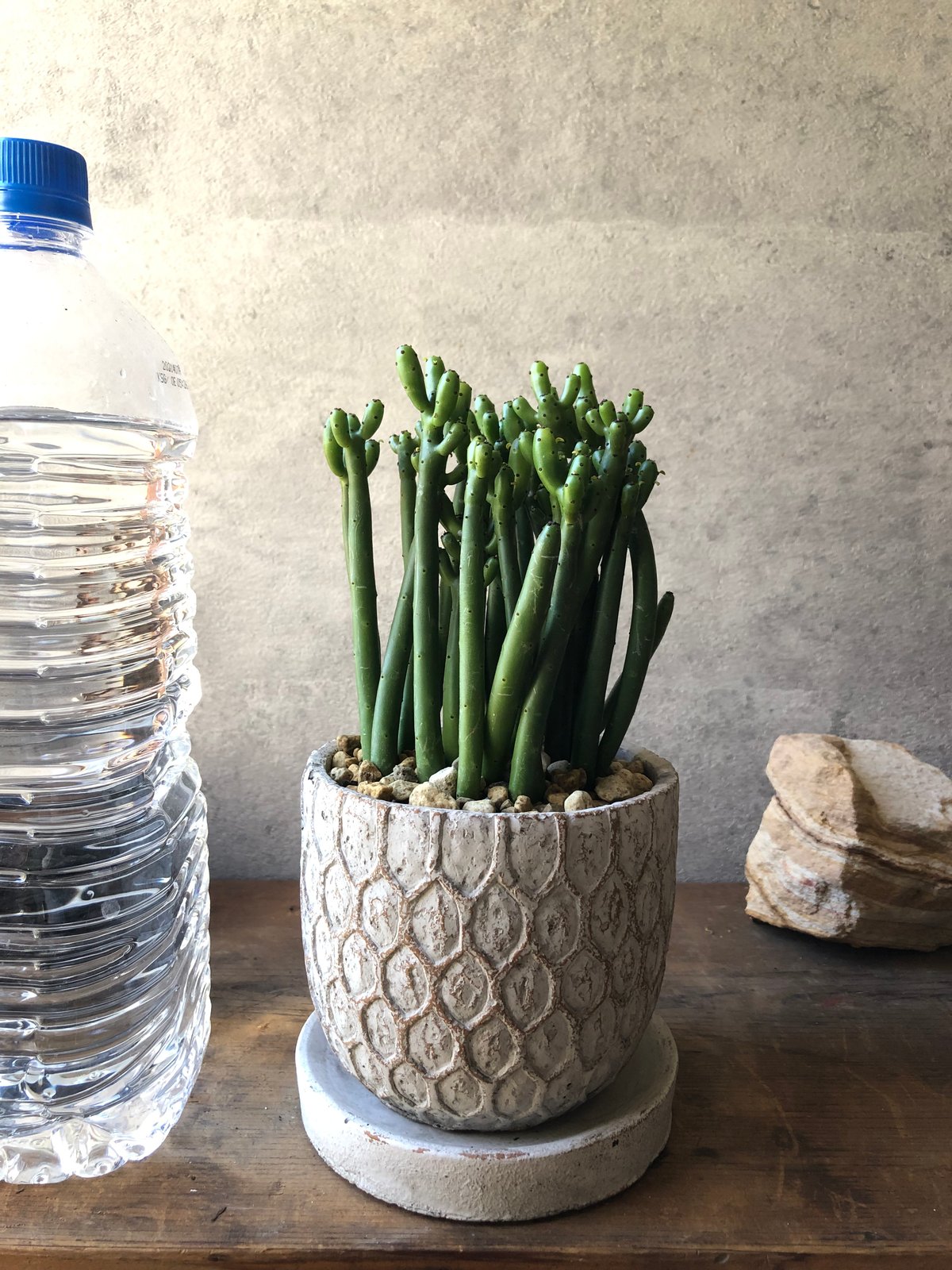 ユーフォルビアセドロルム ユーフォルビア セドロルム | spi plants