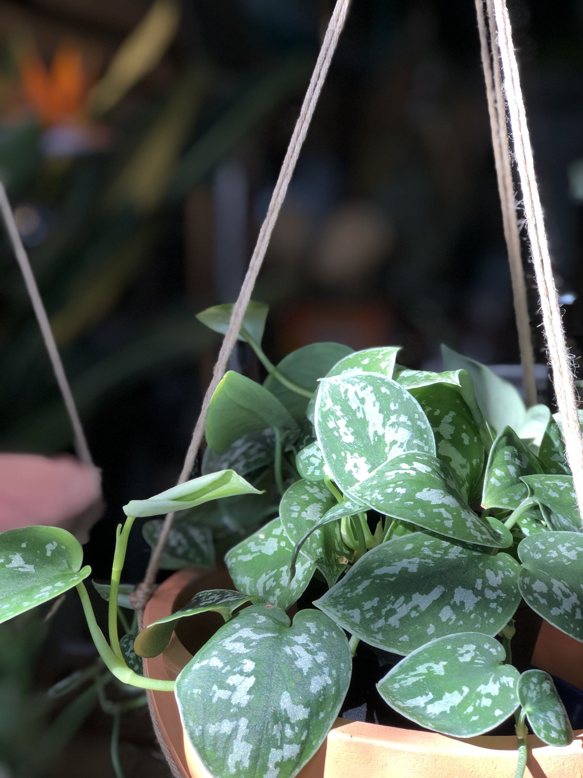 スキンダプサス　メングライ Scindapsus mengurai スキンダプサス メングライ 観葉植物