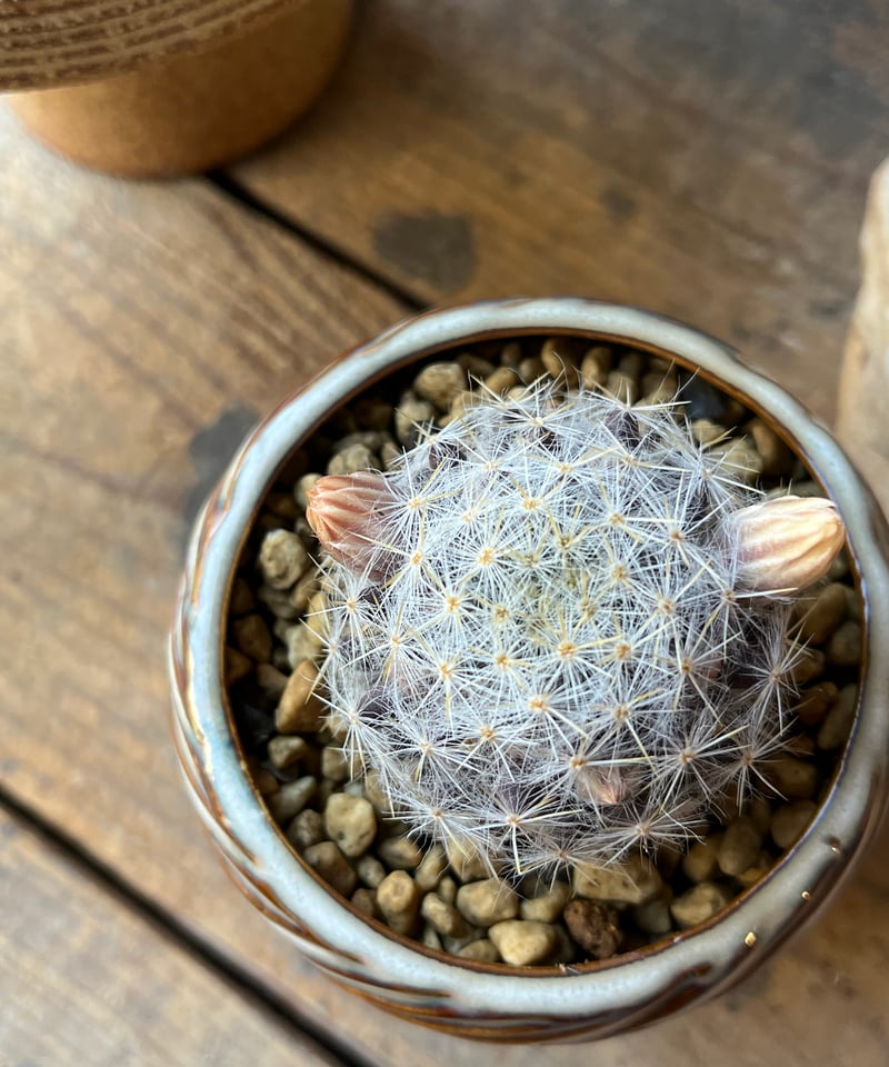 Mammillaria prolifera var. texana マミラリア 銀霞 | ¨M