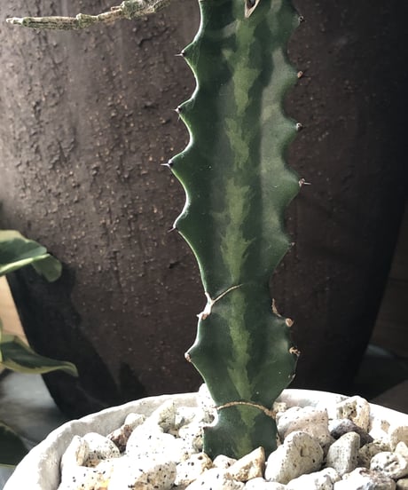 【1点もの】 Euphorbia platyclada  ユーフォルビアプラティクラーダ