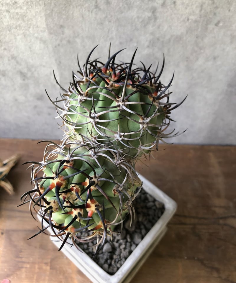 1点もの】Eriosyce ihotzkyanae エリオシケ 五百津玉 | ¨MONKEY