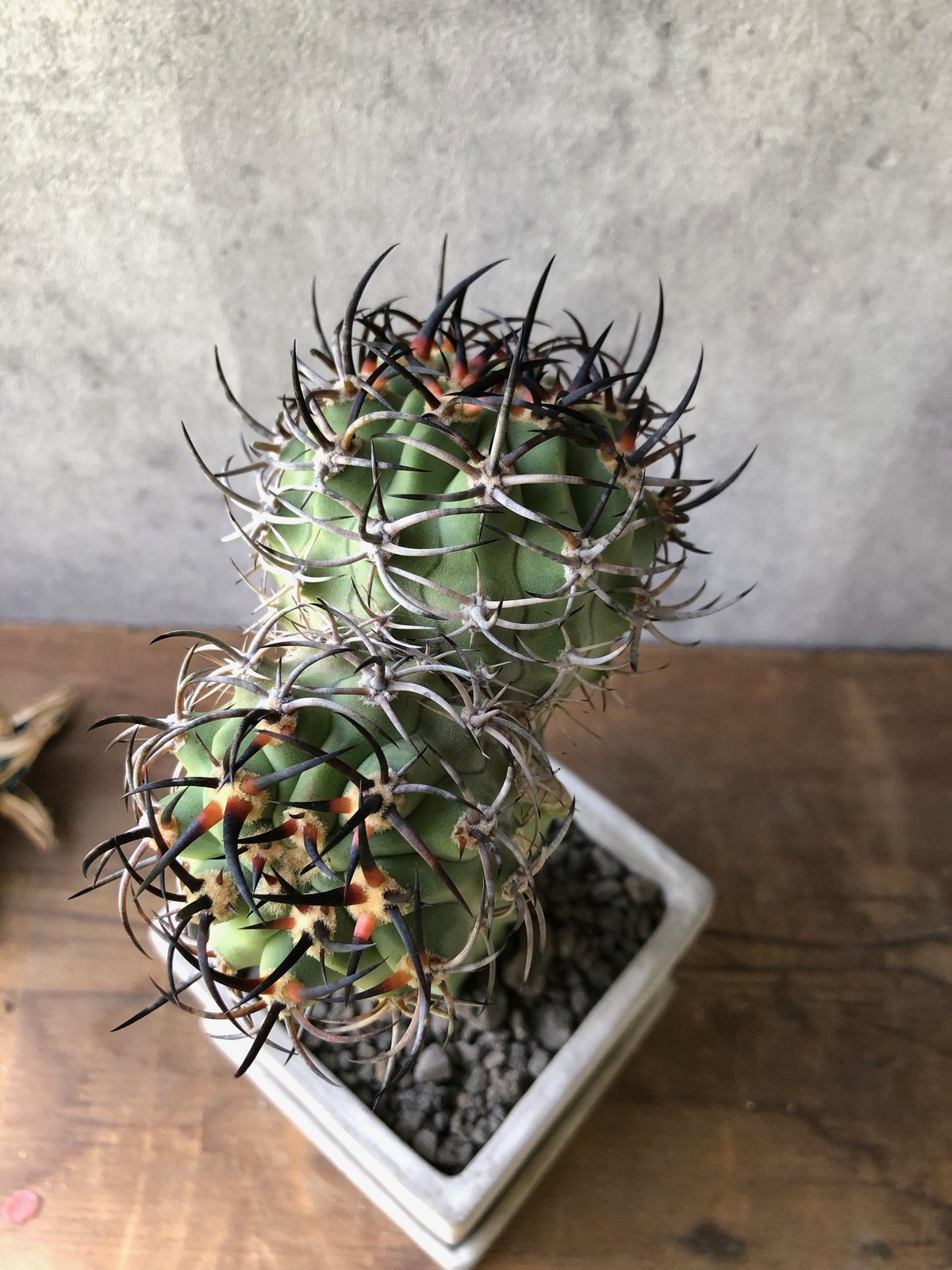 fit=scale-down,w=1200