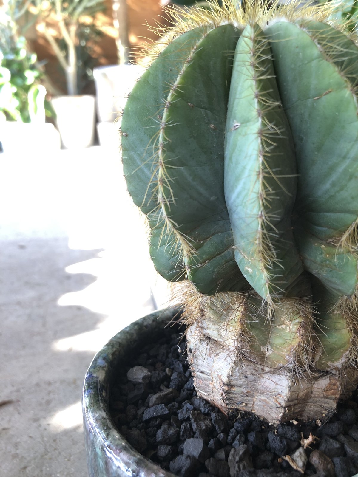 1点もの】Eriocactus magnificus マグニフィカス 英冠玉 | ¨MON