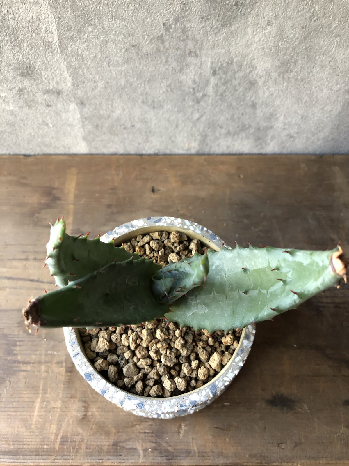 アロエ・マルロシー・大 アロエ・マルロシー・大