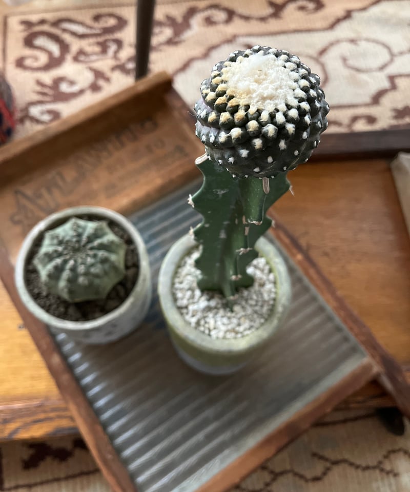 1点もの】Gymnocalycium vatteri ギムノカリキュウム・バッテリー | ¨...