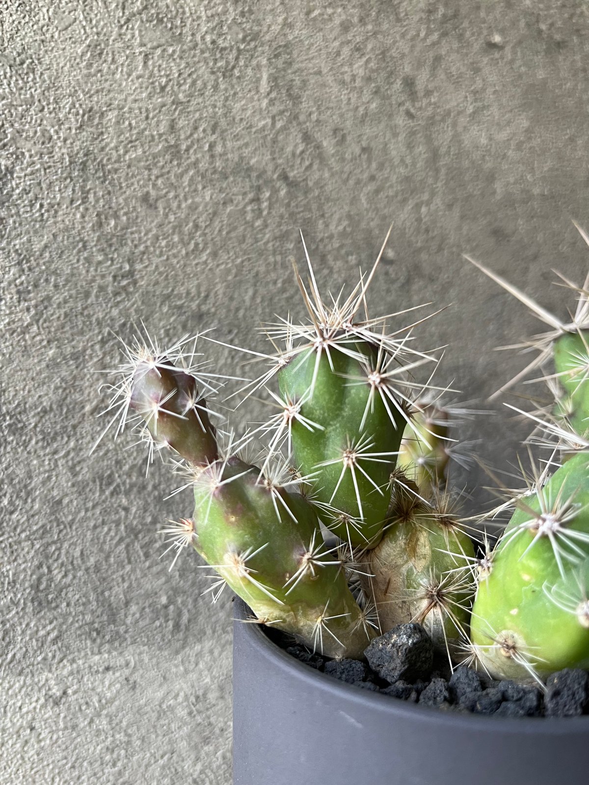 Opuntia invicta オプンチア インビクタ 武者団扇 | ¨MONKEY TREE