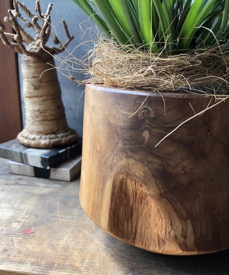 【1点もの】 Tillandsia cyanea  チランドシア キアネア