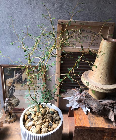 【1点もの】 Sophora prostrata 'Little Baby'   ソフォラ トルベイビー