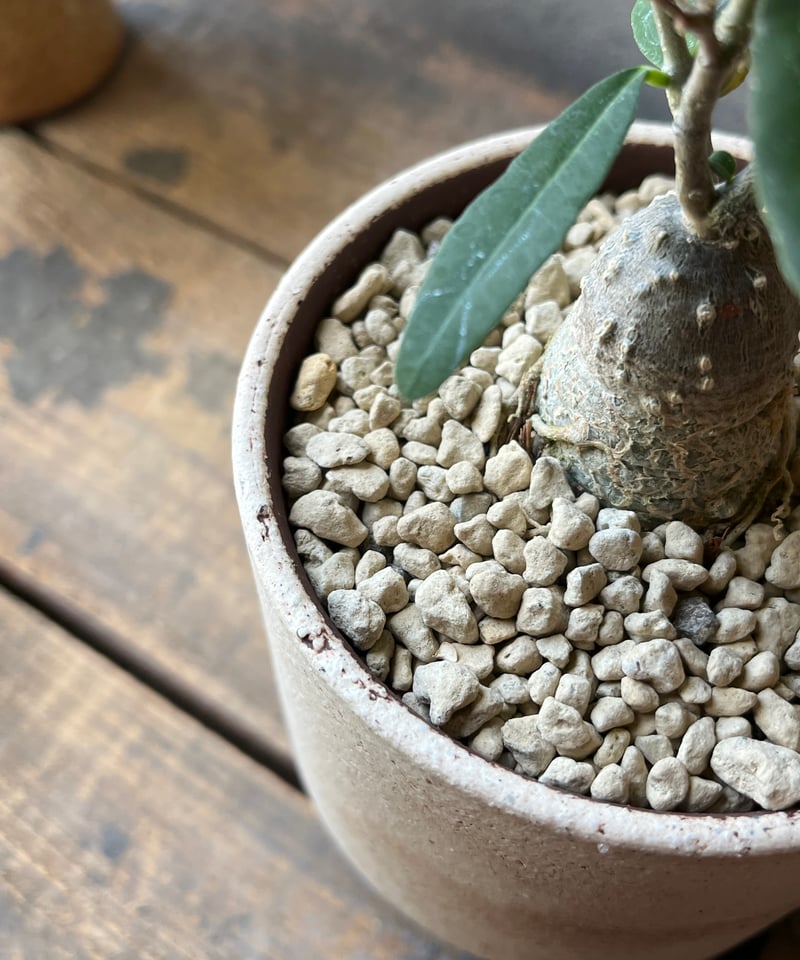 Fockea edulis フォッケア エデュリス 火星人 | ¨MONKEY TREE¨