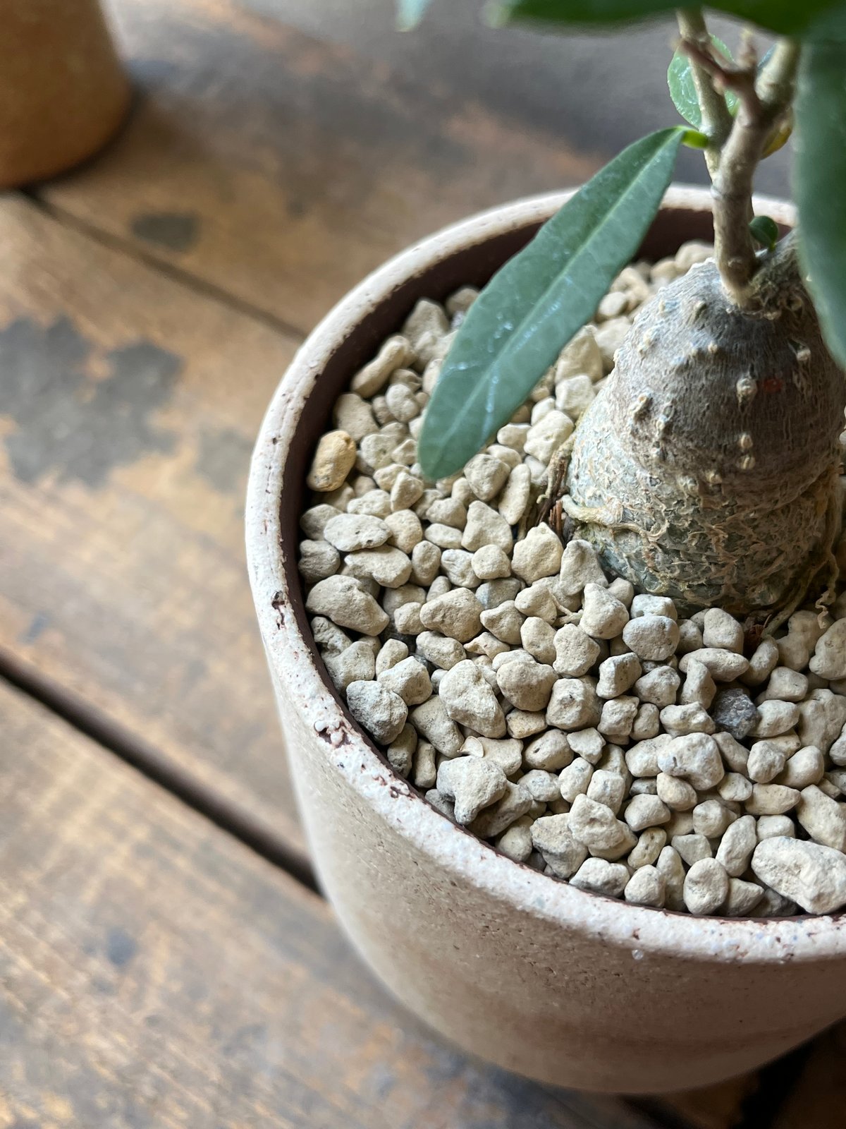 Fockea edulis フォッケア エデュリス 火星人 | ¨MONKEY TREE¨