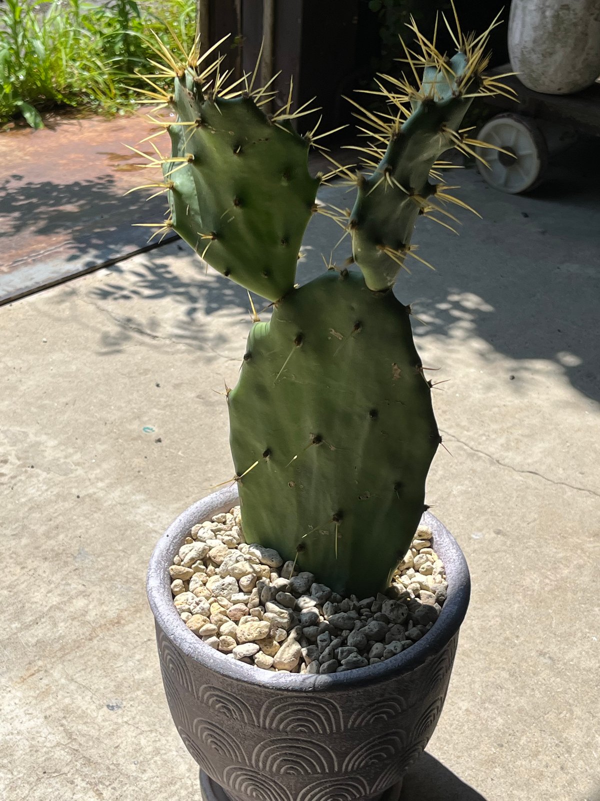 金棘 寒さに強いウチワサボテン | ¨MONKEY TREE¨ by SABOTEN MISSILE