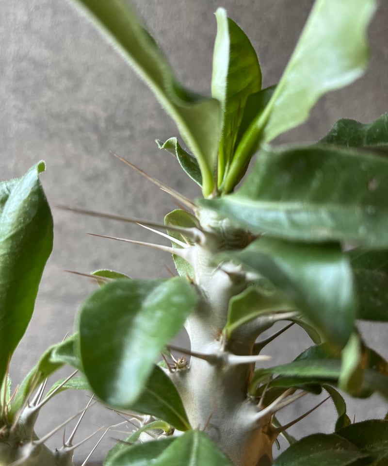 Pachypodium saundersii パキポディウム サウンデルシー | ¨MON