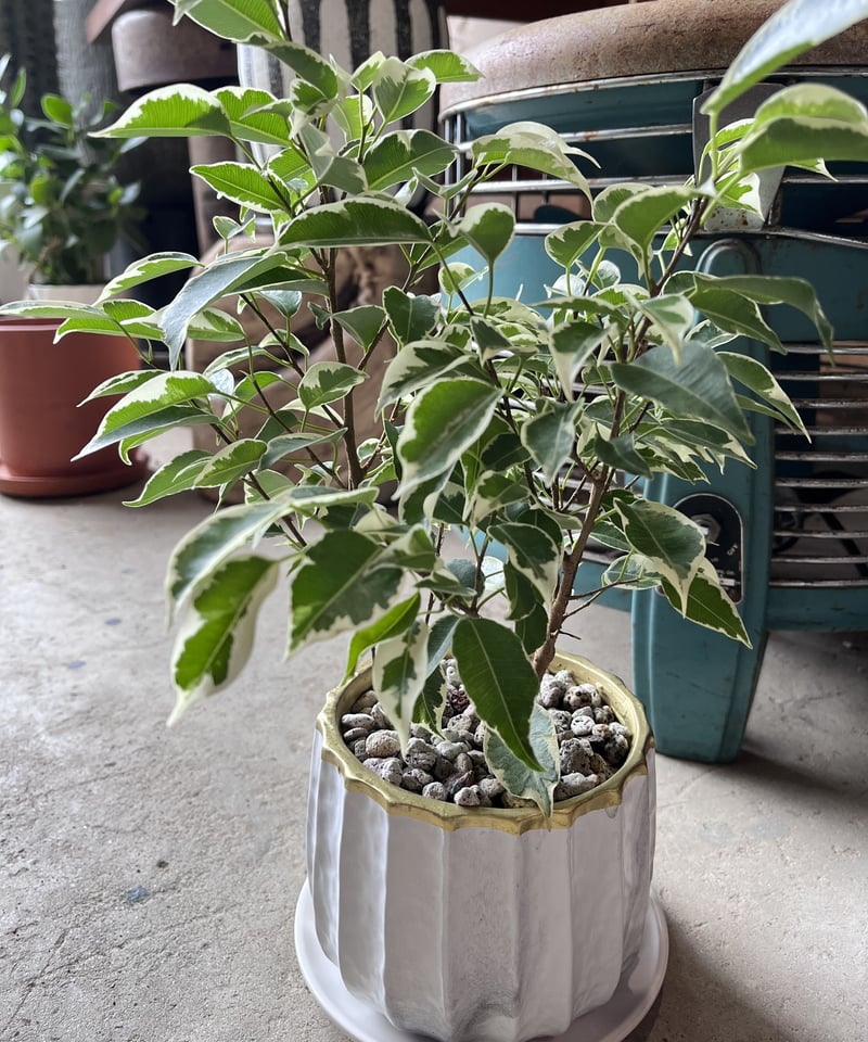 Ficus benjamina“starlight” ベンジャミン・スターライト | ¨M