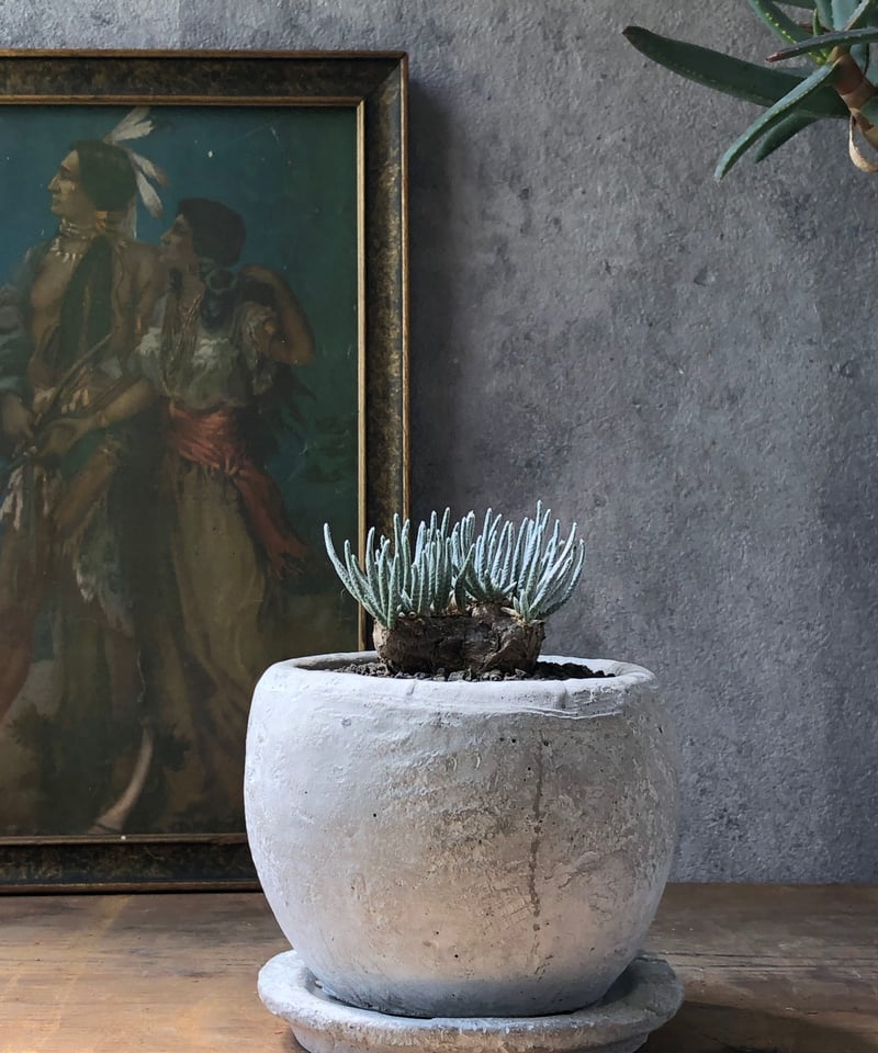 1点もの】Avonia alstonii アボニア・アルストニー | ¨MONKEY TRE