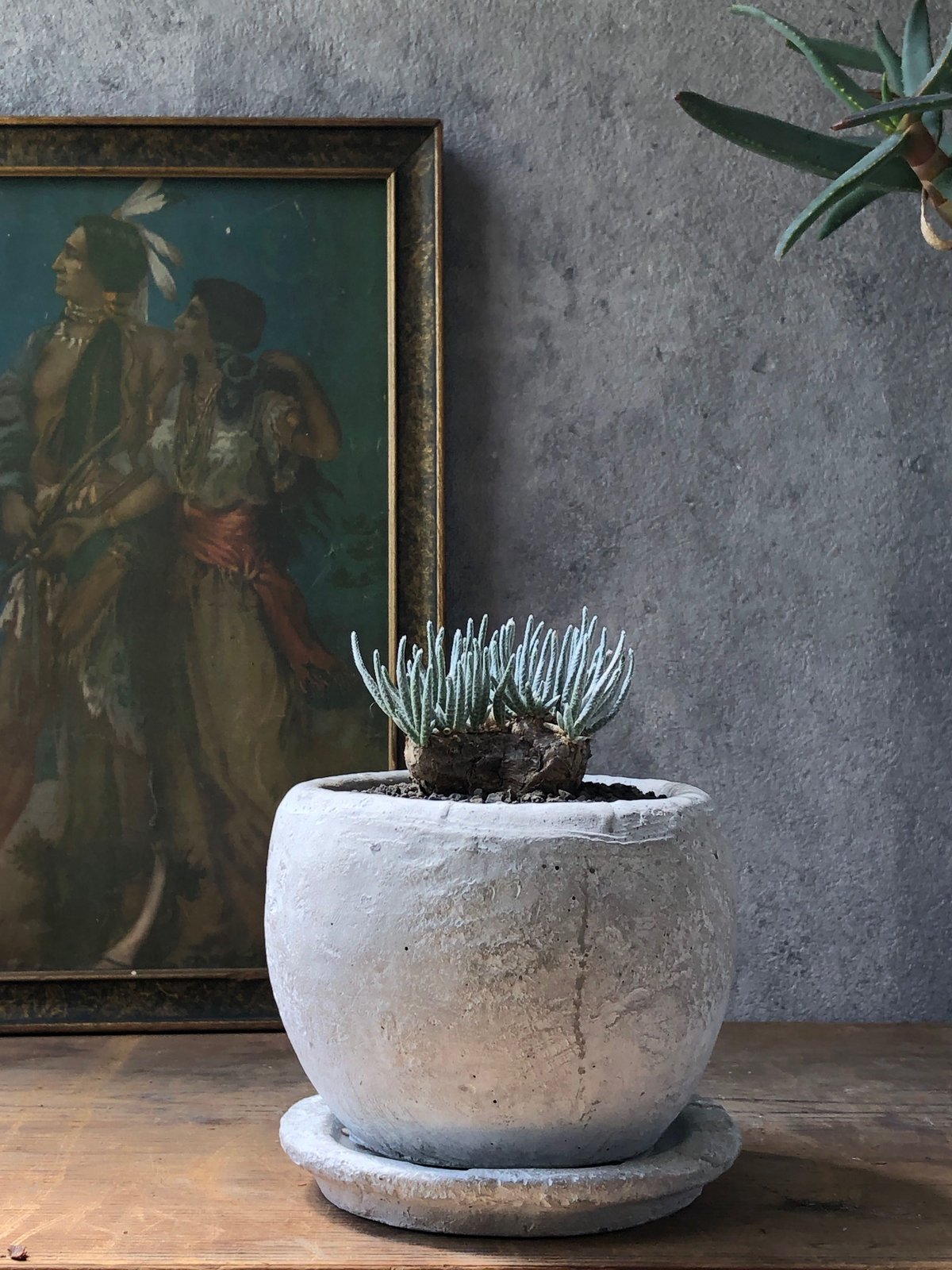 イチゴナツモモ54個　南アフリカ産　喜望峰産 fit=scale-down,w=1200