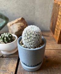 Mammillaria carmenae 白刺カルメナエ
