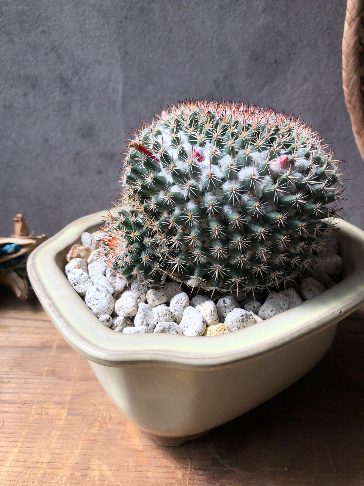 サボテン「ミクロテレスーパーフィナ」 1点もの】 Mammillaria microthele v.superfina | ¨MO