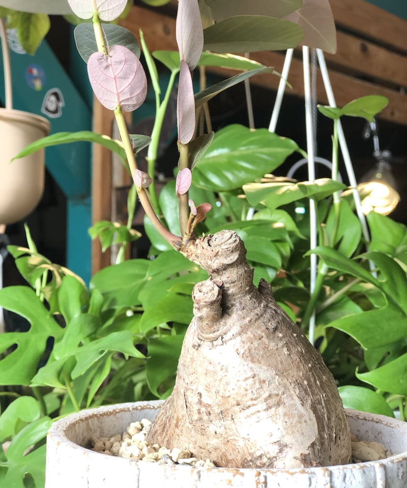 フィランサスミラビリス　超美形大株 ⑬♡小株♡〚フィランサス・ミラビリス〛Phyllanthus Mirabilis 塊根