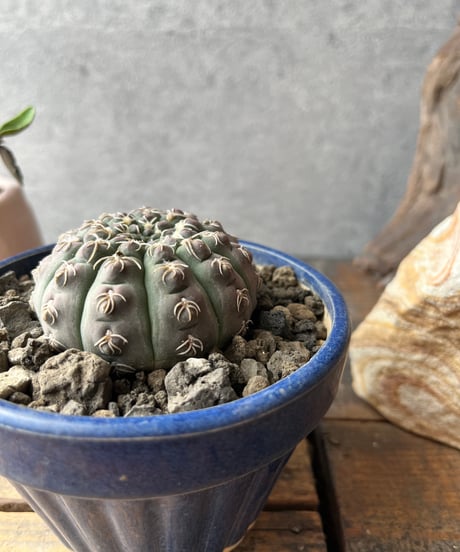 Gymnocalycium stellatum var. kleinianum ギムノカリキュウム 瑞昌玉