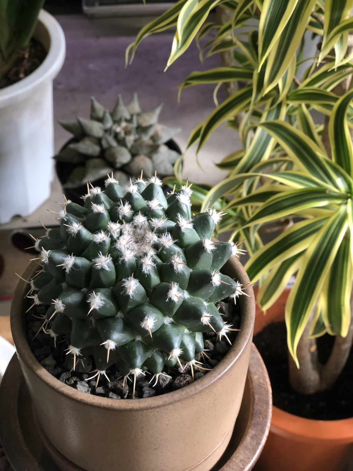 1点もの】Mammillaria bucareliensis 