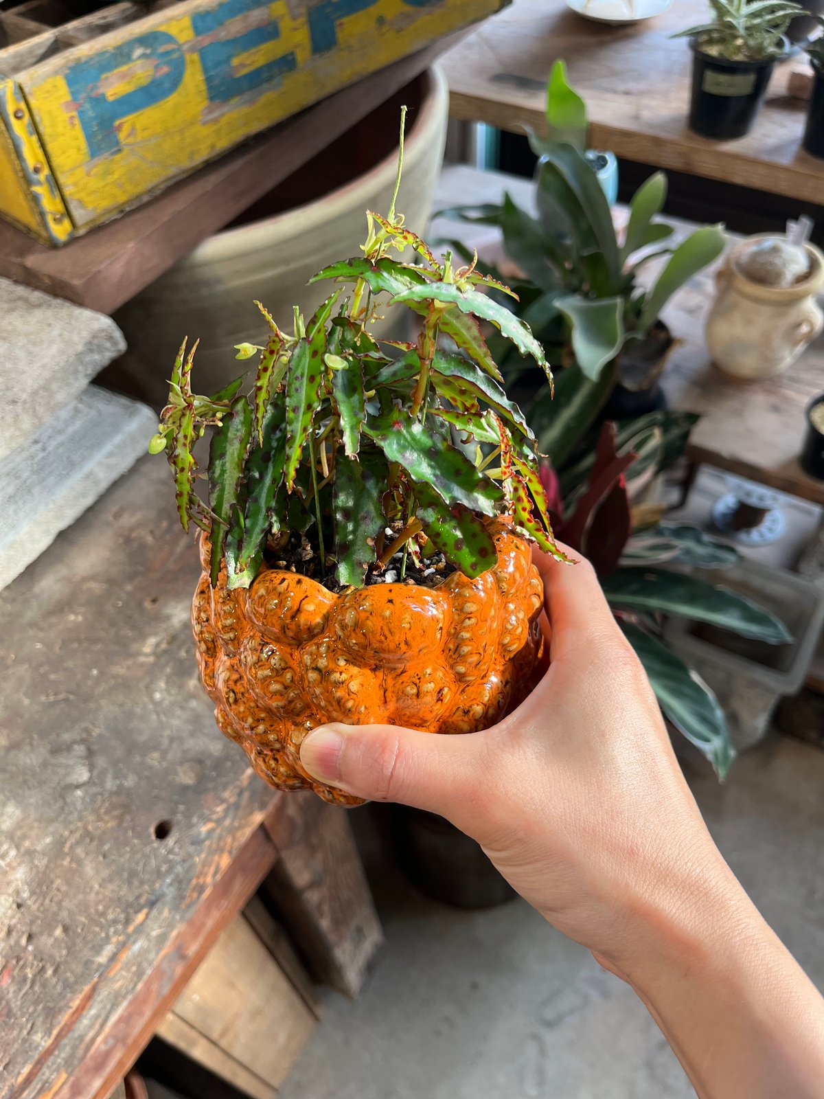 Begonia amphioxus ベゴニア アンフィオクサス | ¨MONKEY TREE¨