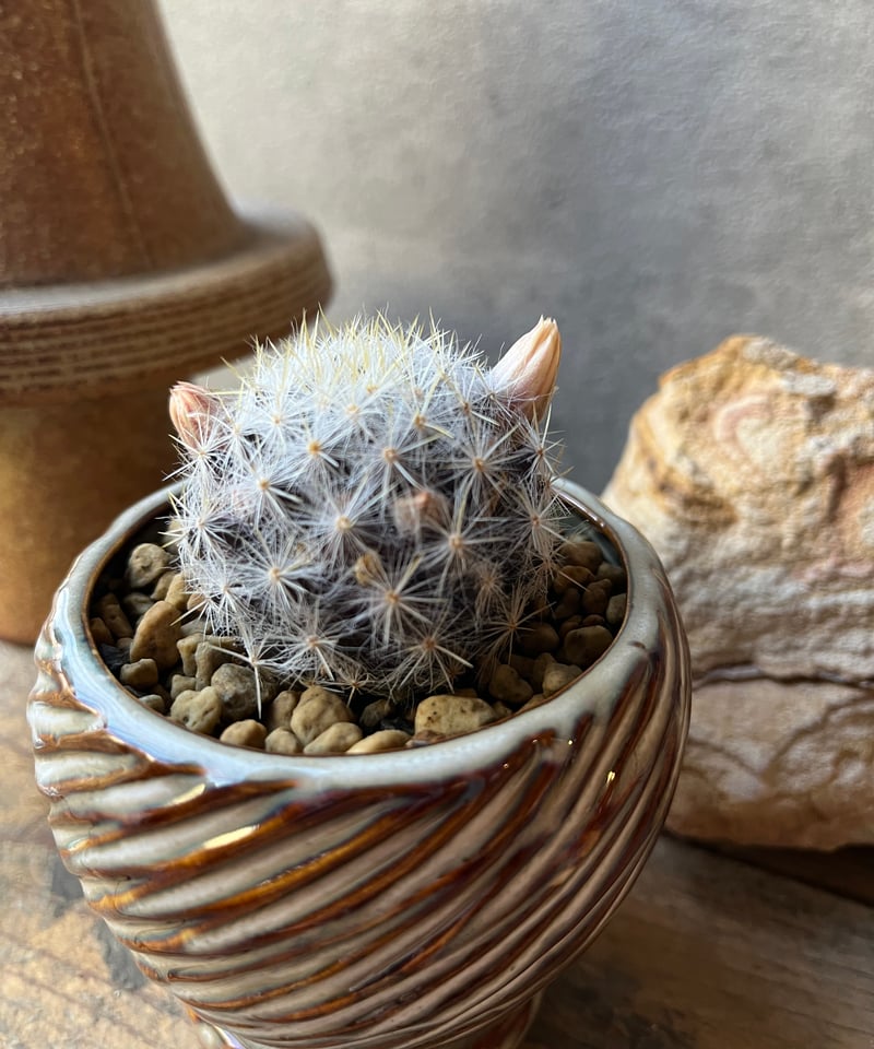 Mammillaria prolifera var. texana マミラリア 銀霞 | ¨M