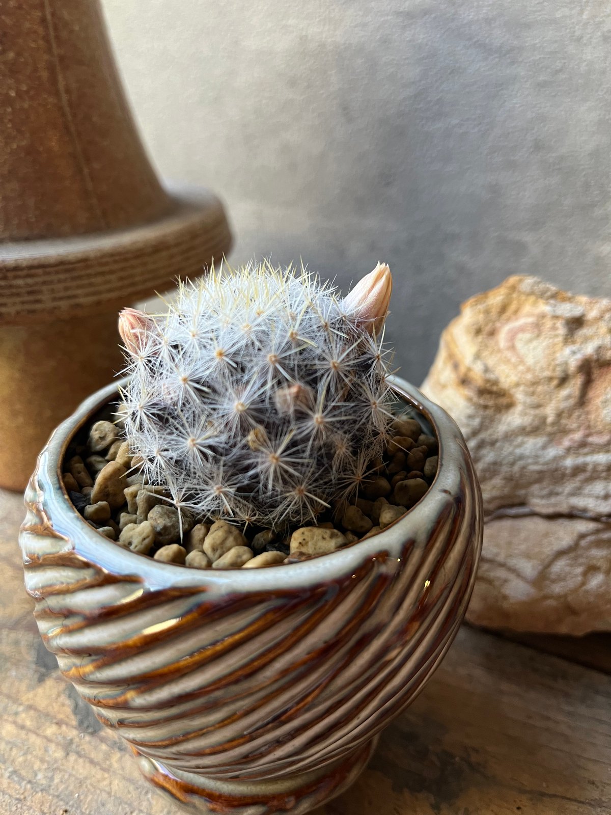 Mammillaria prolifera var. texana マミラリア 銀霞 | ¨M
