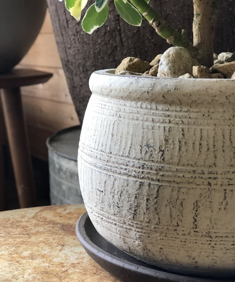 シェフレラ fit=scale-down,w=1200