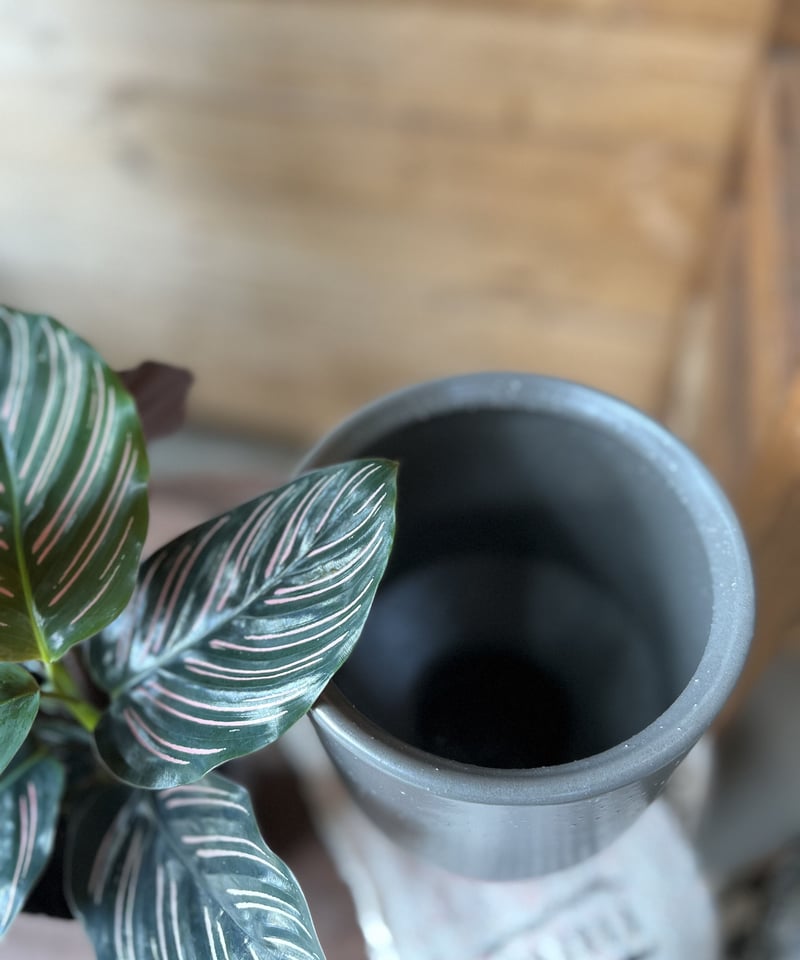 Calathea ornata ' Sanderiana ' カラテア オルナータ サンデ