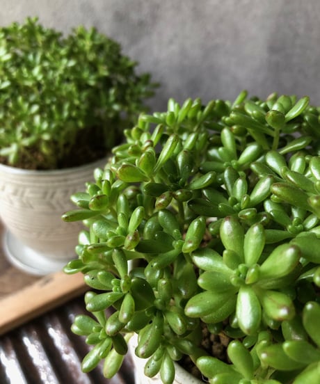 Aeonium sedifolium 小人の祭り