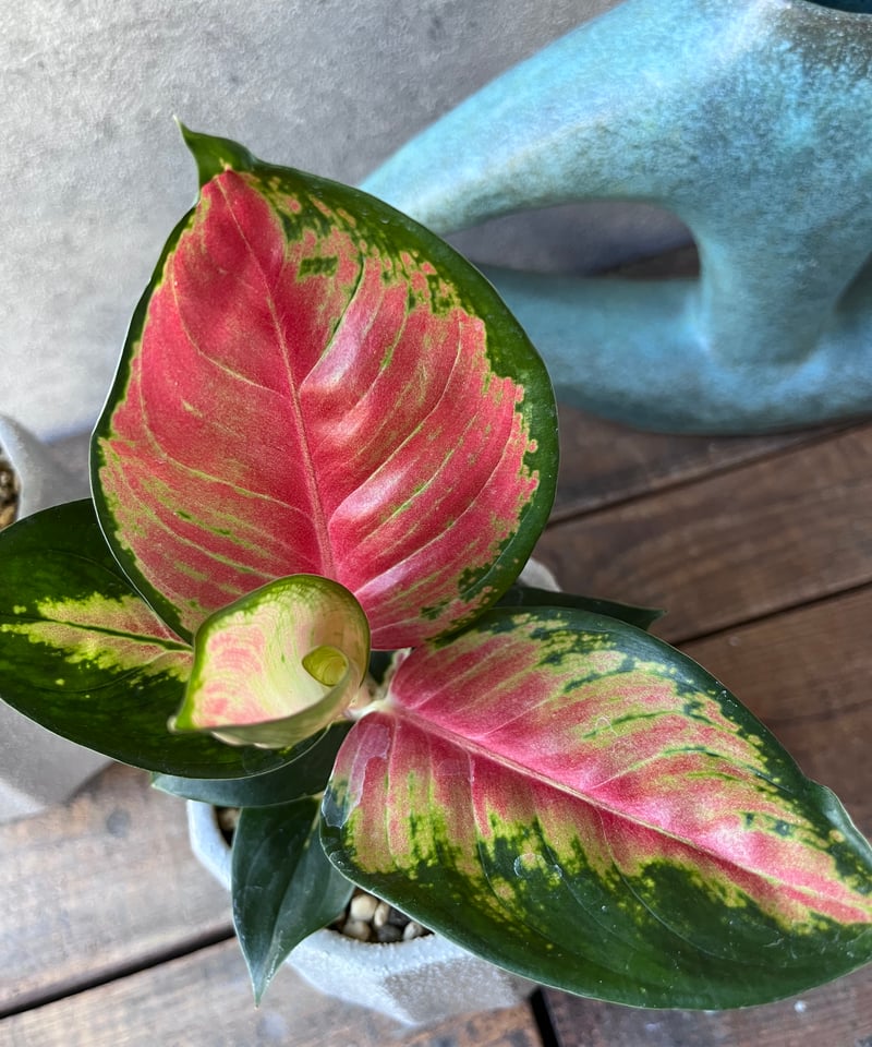 Aglaonema sp. 選べるアグラオネマ 'ホワイトジュエル