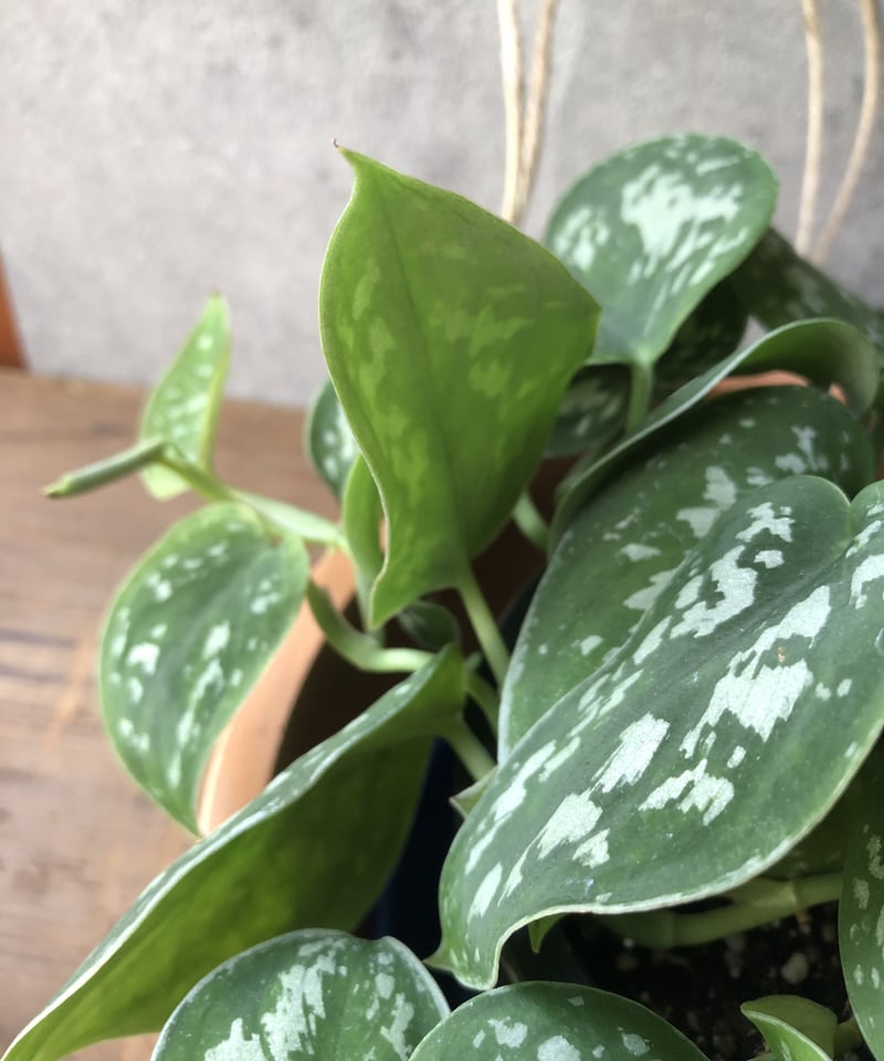 1点もの】ハンギング Scindapsus pictus スキンダプサス ピクタス