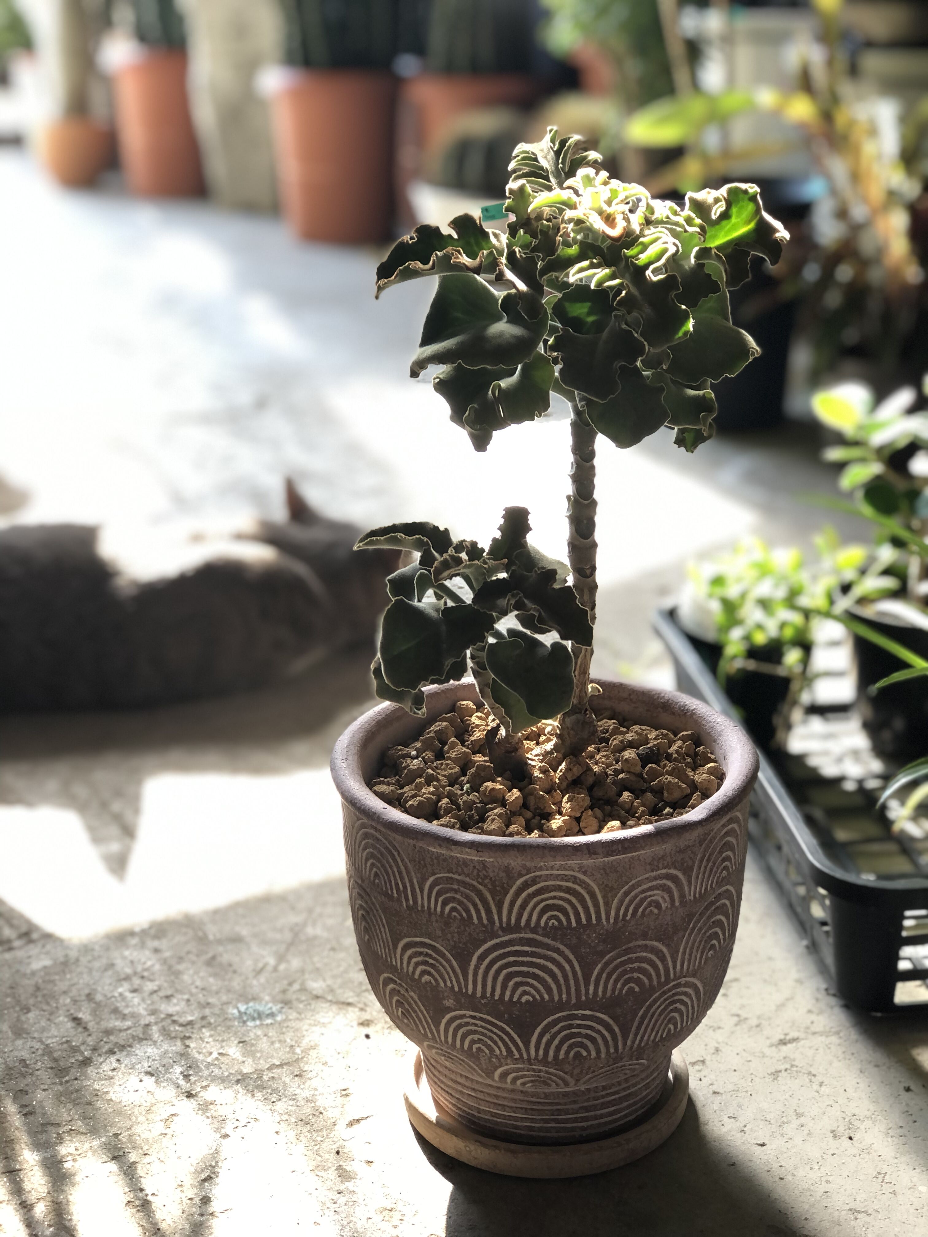 1点もの】Kalanchoe behalensis カランコエ ベハレンシス ミニマ | ¨