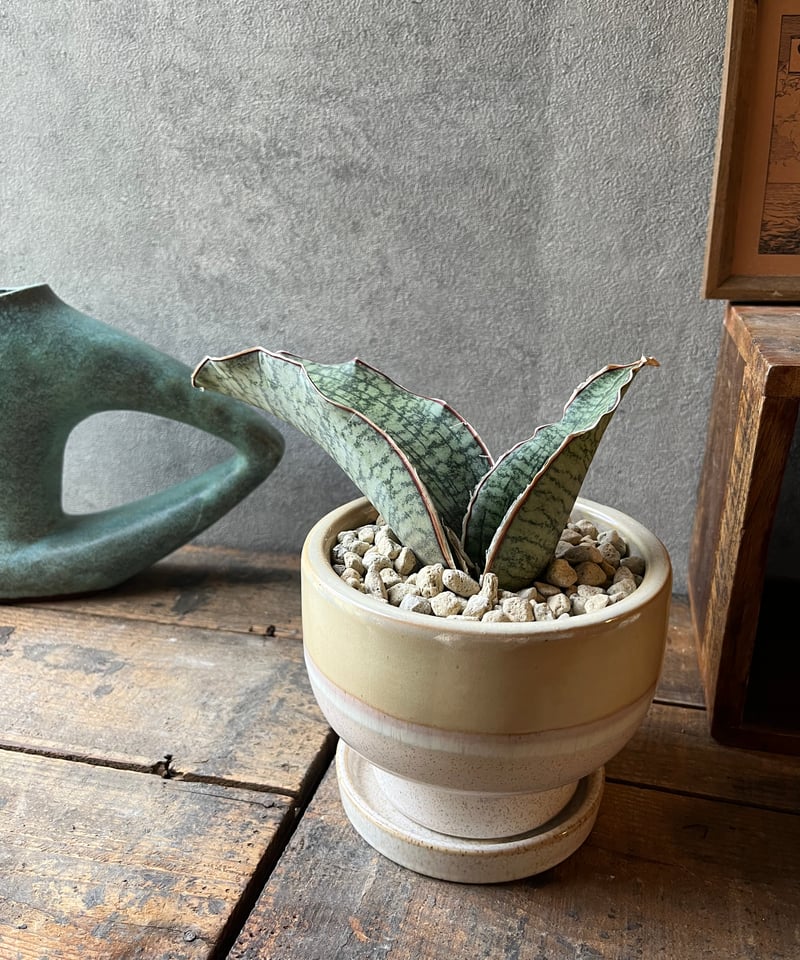 サンスベリア シルバーブルー斑入 S.Silver Blue Var