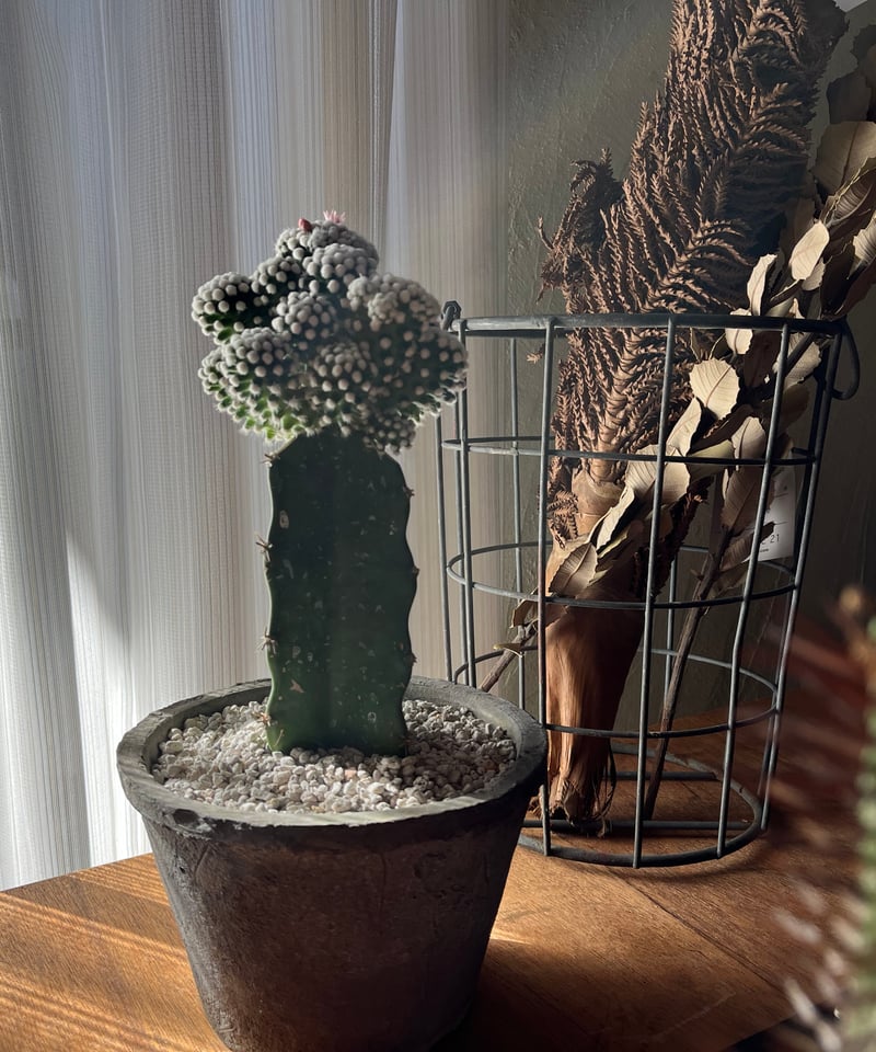 あんこポメさま専用 1点もの】Mammillaria vetula ssp. gracilis cv. 'Ari