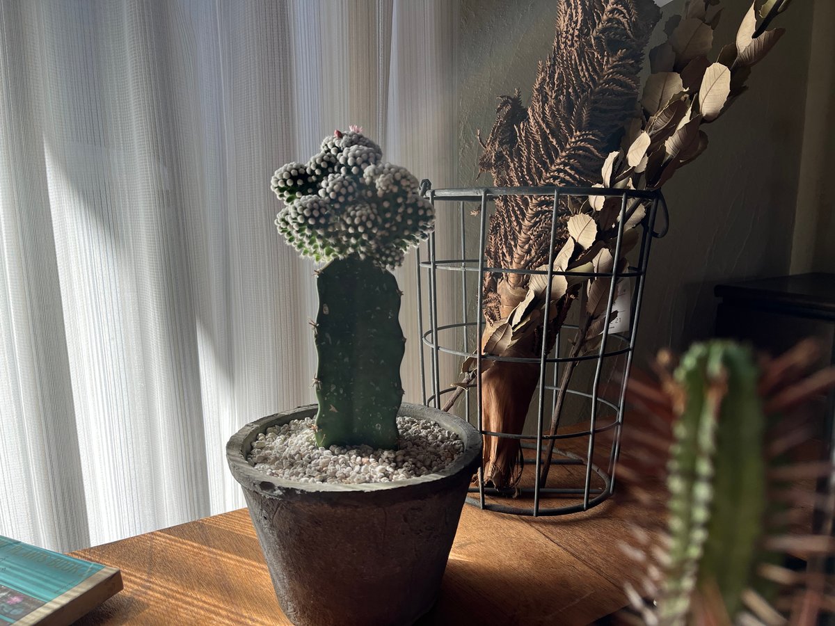 mikaさん専用【引き取り限定】アフリカンプリンス　特大サイズ　極上品　観葉植物 アフリカンプリンス 極太幹 大型 美形 観葉植物 希少
