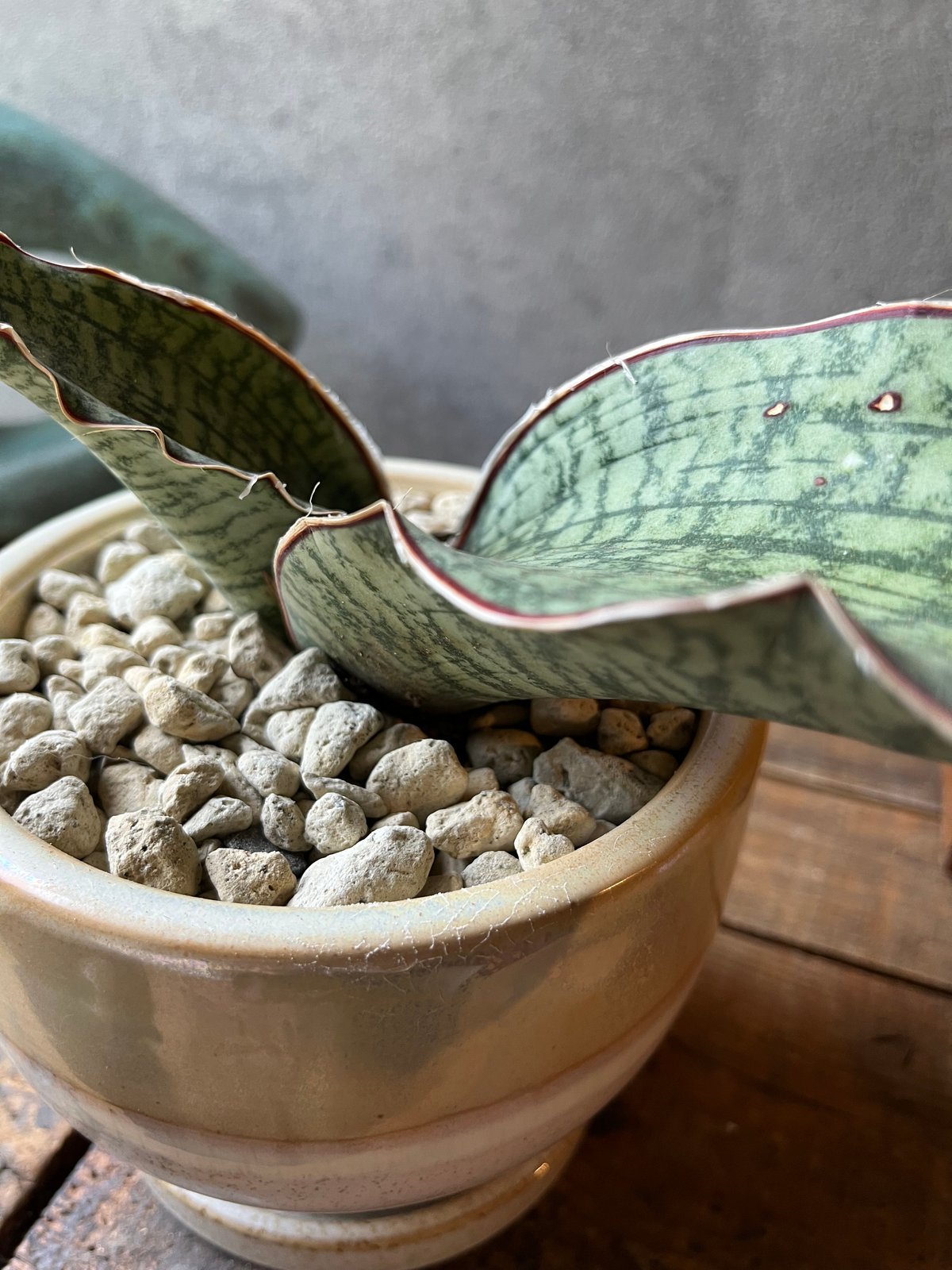 サンスベリア Sansevieria Su-kreep A サンスベリア Sansevieria Su-kreep A