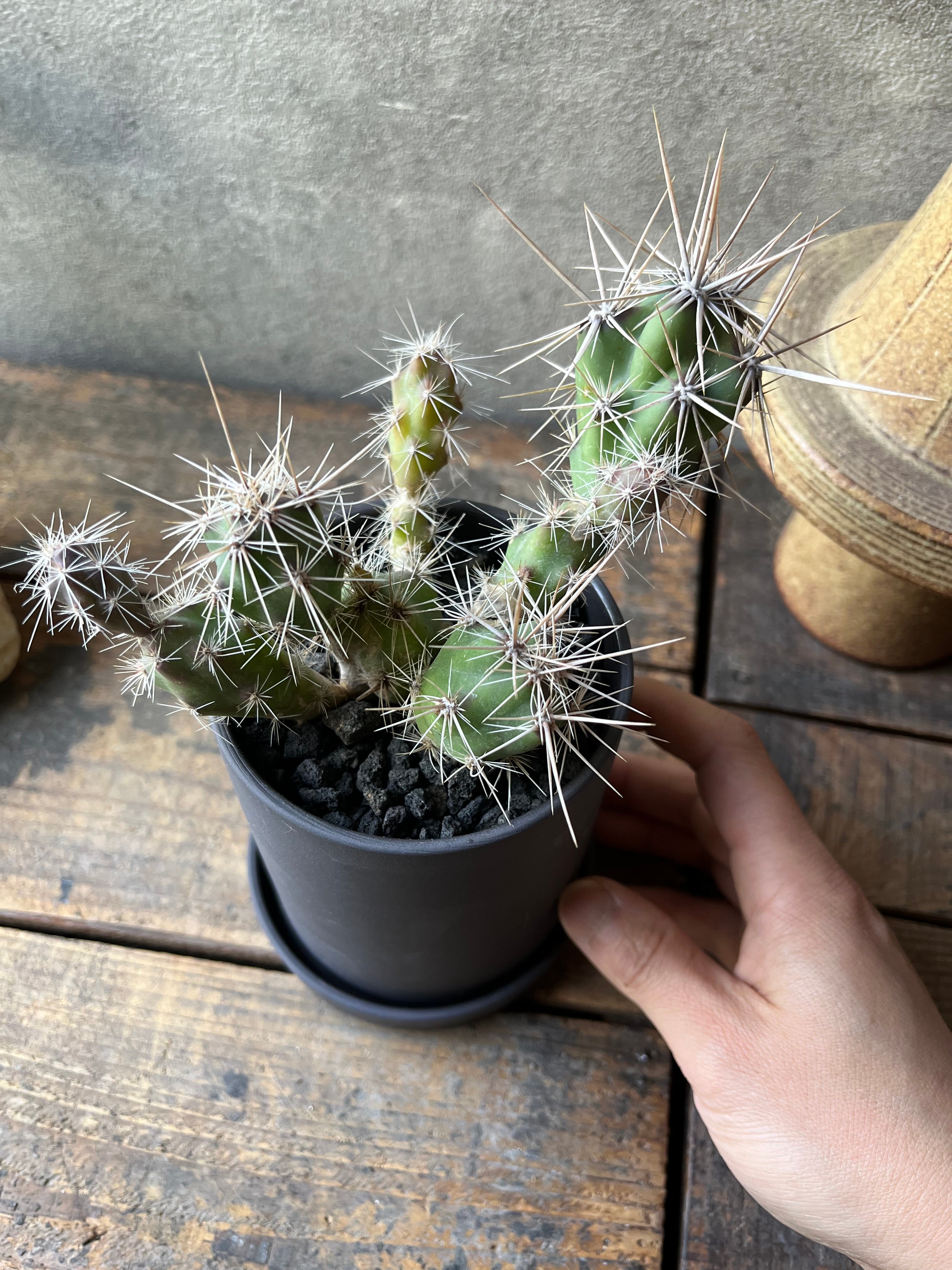 Opuntia invicta オプンチア インビクタ 武者団扇 | ¨MONKEY TREE