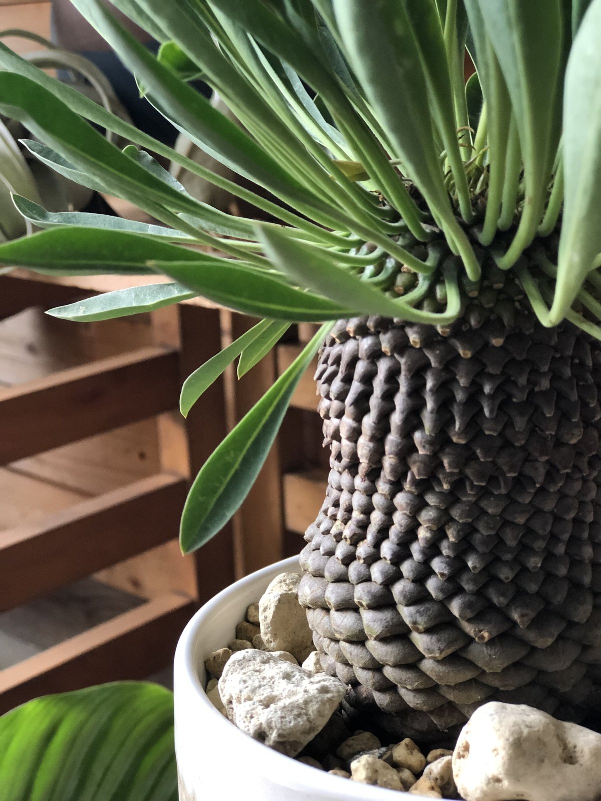 1点もの】Euphorbia bupleurifolia 鉄甲丸 | ¨MONKEY T