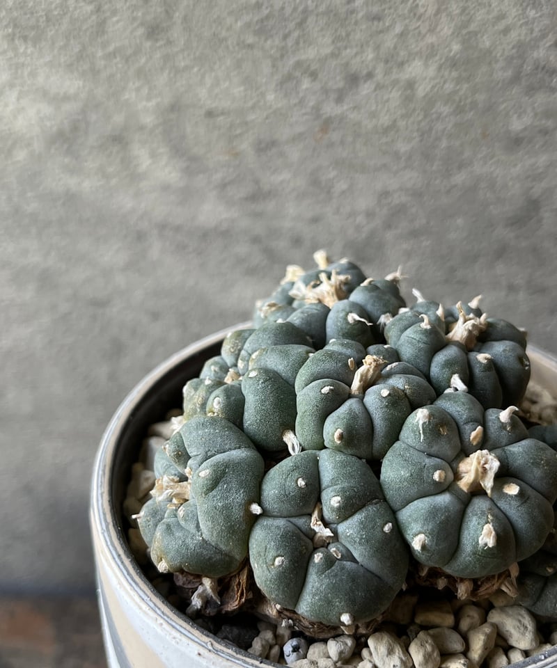烏羽玉Lophophora williamsii 実生苗 約80株 Lophophora williamsii ロフォフォラ 烏羽玉 ウバダマ | ¨MONKEY
