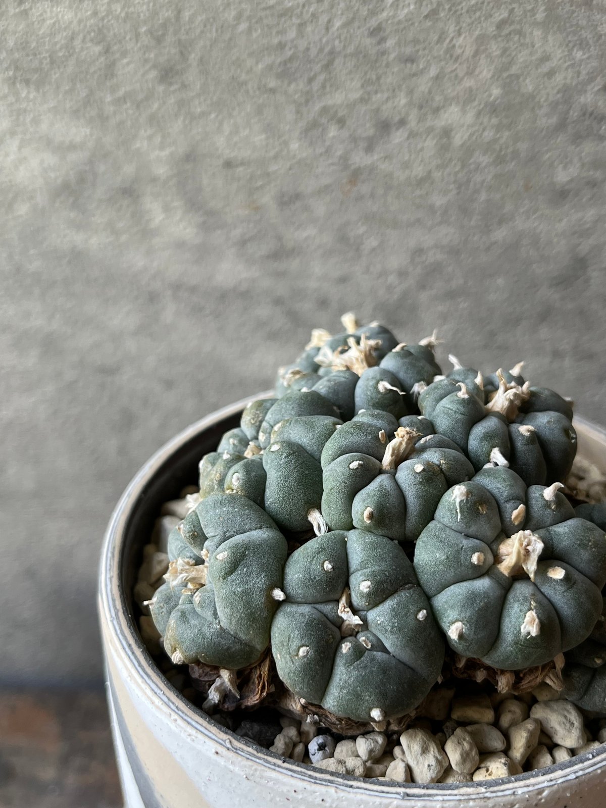 Lophophora williamsii ロフォフォラ 烏羽玉 ウバダマ | ¨MONKEY