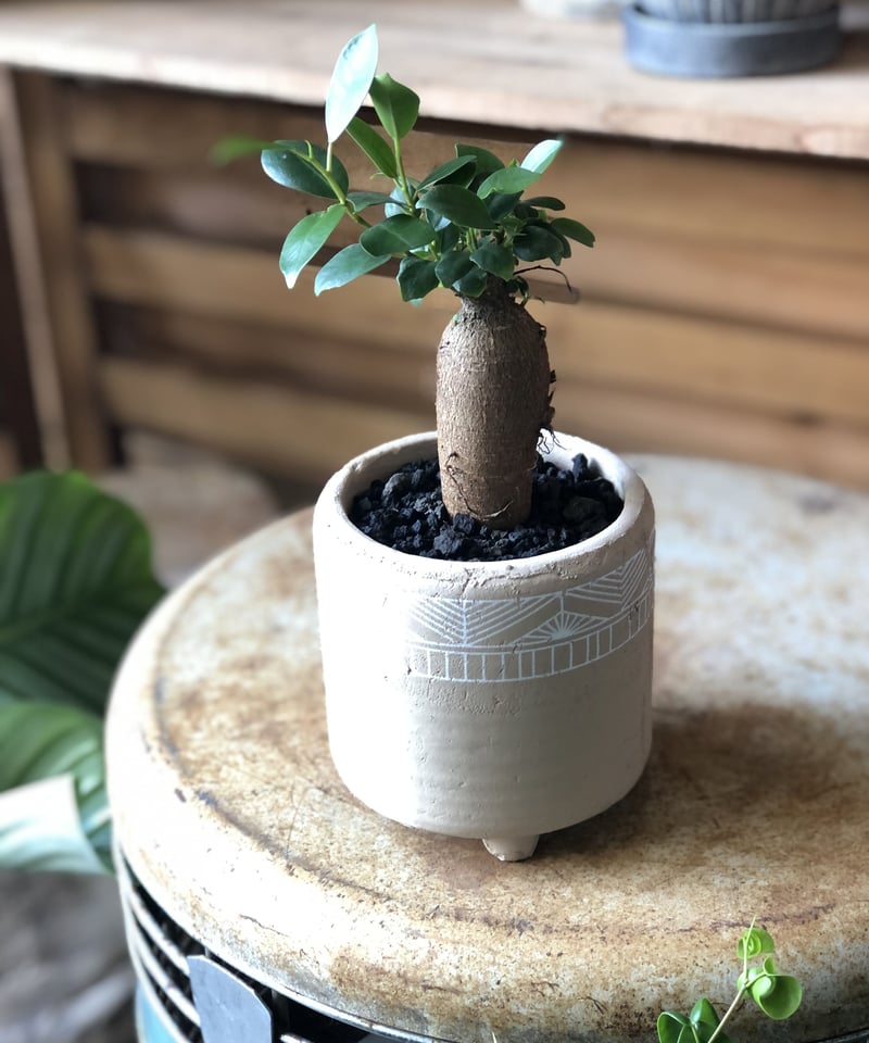 Ficus malacocarpa ガジュマル | ¨MONKEY TREE¨ by SABO