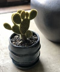 1点もの】Eriocactus magnificus マグニフィカス 英冠玉 群生株 | ¨