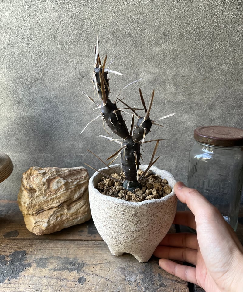 Tephrocactus テフロカクタス黒太刀 | ¨MONKEY TREE¨ by SABO