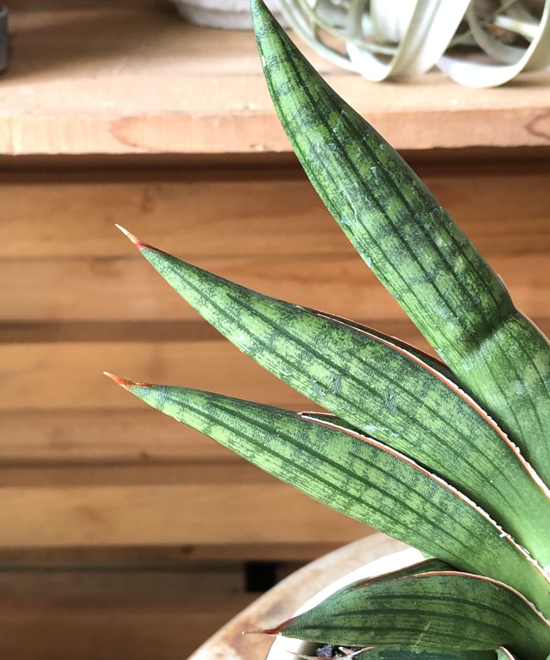 サンセベリア　Yokmorakot サンスベリア　Sansevieria sansevieria サンスベリア モトムケニア | ¨MONKEY TREE¨ by