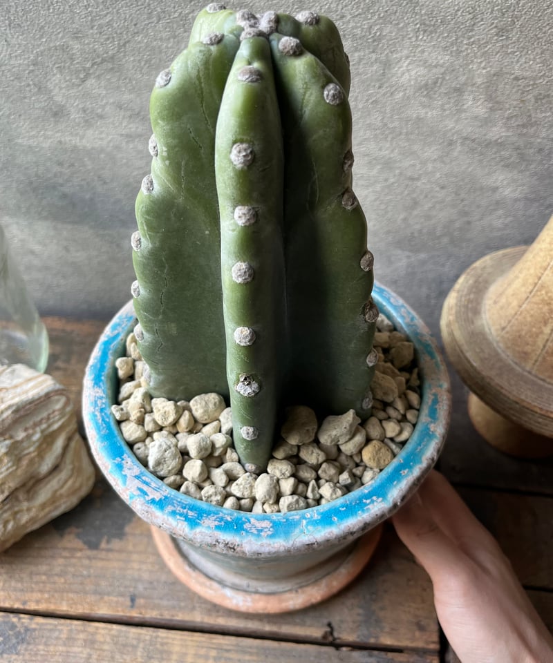 Cereus hildmannianus 柱サボテン 鬼面角 | ¨MONKEY TREE¨