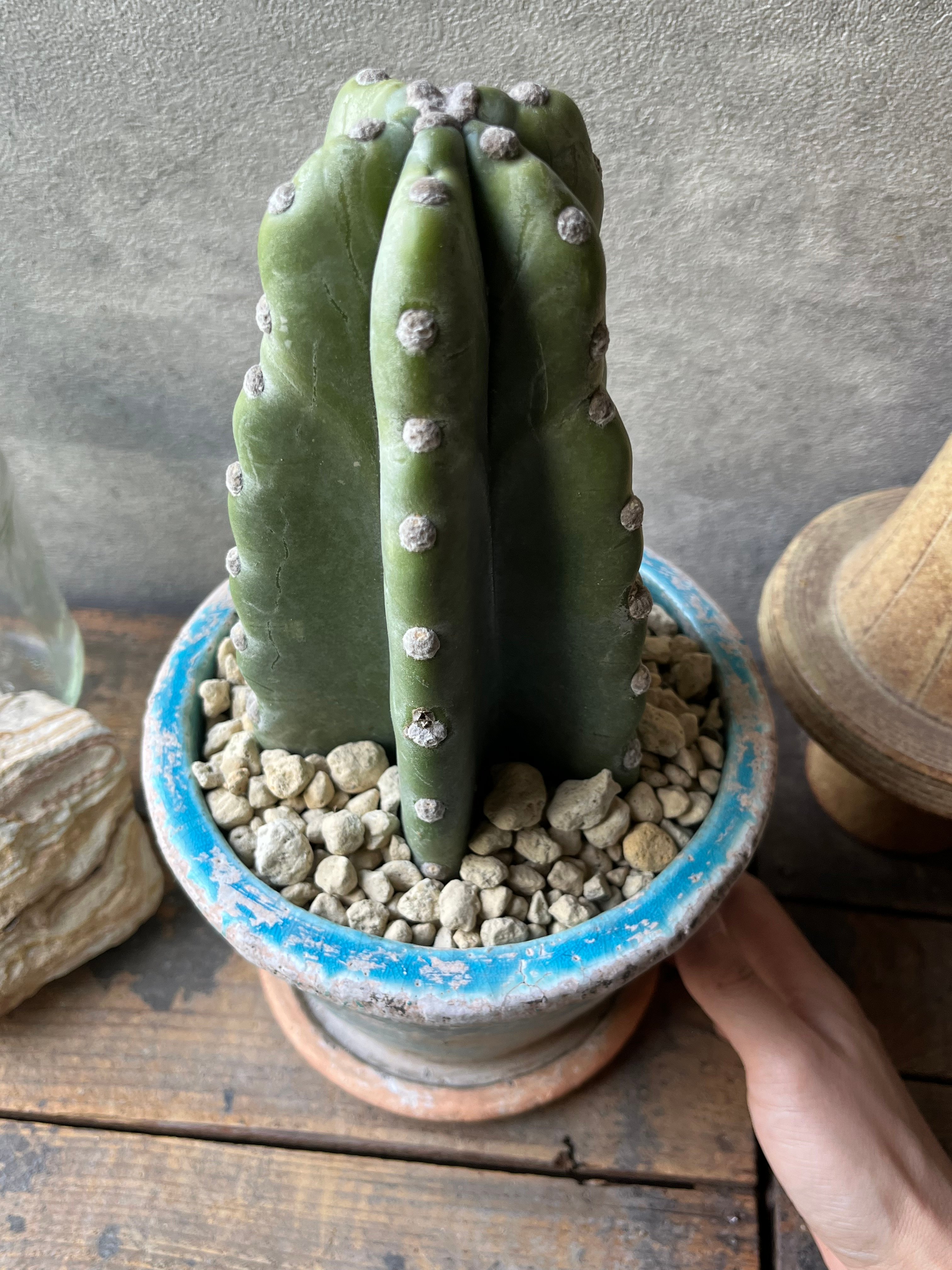 Cereus hildmannianus 柱サボテン 鬼面角 | ¨MONKEY TREE¨