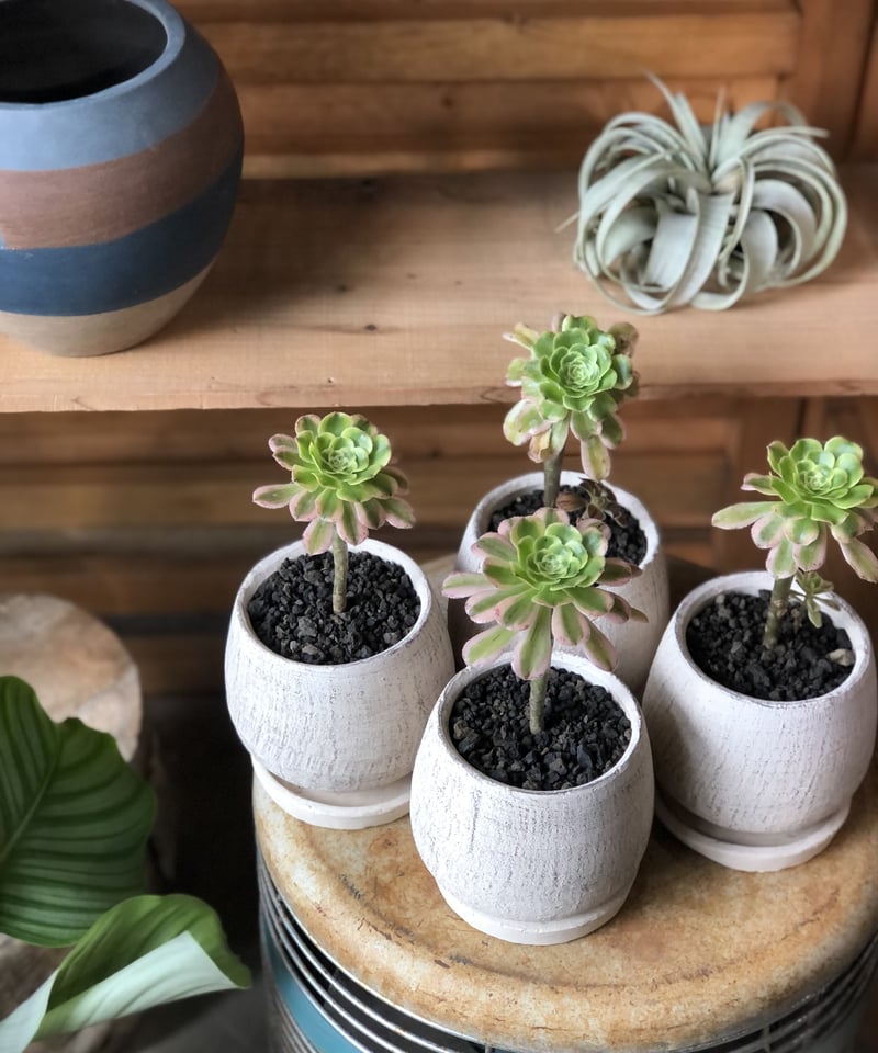 Aeonium アエオニウム艶日傘 | ¨MONKEY TREE¨ by SABOTEN