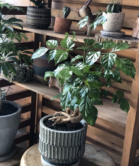 【1点もの】Araliaceae HeteroPanax ヘテロパナックス
